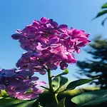 Úszó hotel Havel Houseboat Serenity Zehdenick