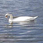 Havel Houseboat Serenity Úszó hotel *