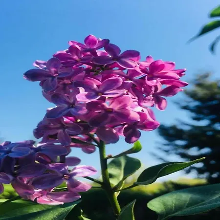 Πλωτό κατάλυμα Havel Houseboat Serenity Zehdenick