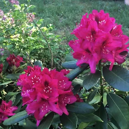 Havel Houseboat Serenity Πλωτό κατάλυμα
