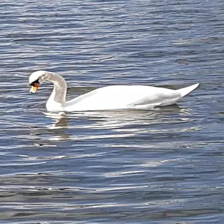 Havel Houseboat Serenity Πλωτό κατάλυμα *