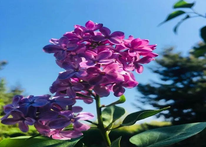 Hotel en barco Havel Houseboat Serenity Zehdenick