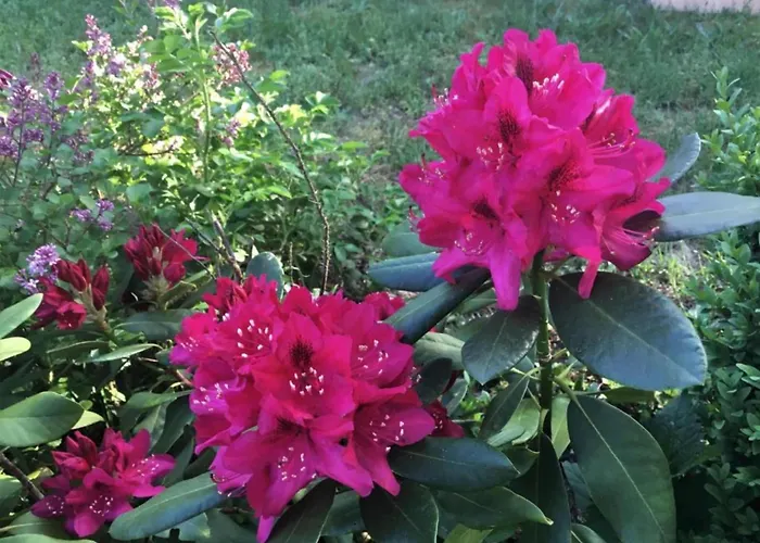 Havel Houseboat Serenity بوتيل