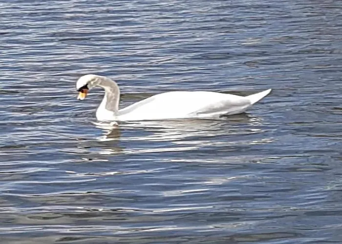 Havel Houseboat Serenity Hotel en barco *