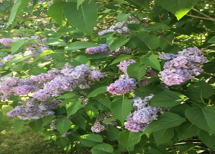 Havel Houseboat Serenity *